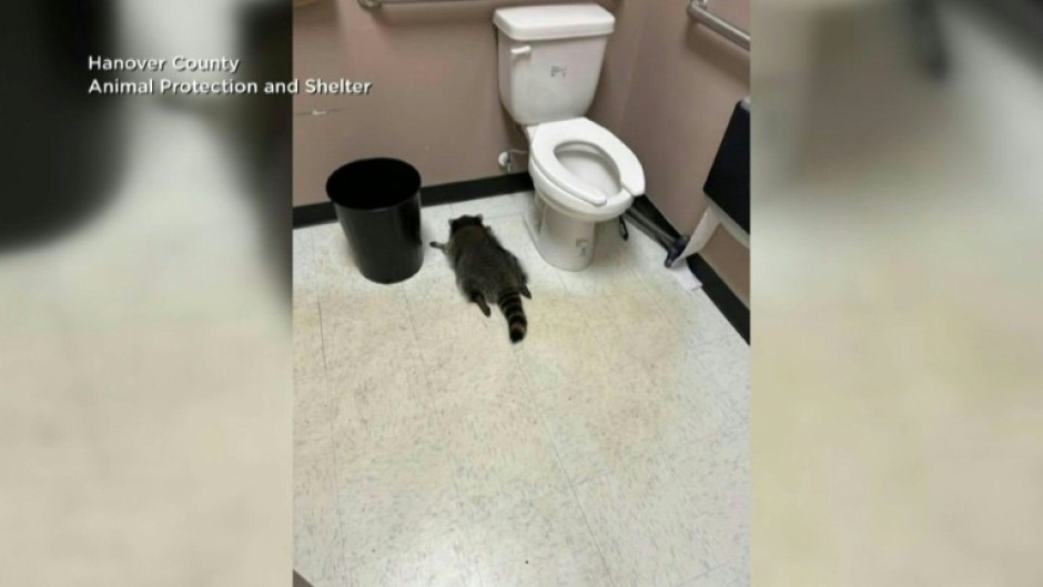 Drunk raccoon passes out in Virginia liquor store bathroom