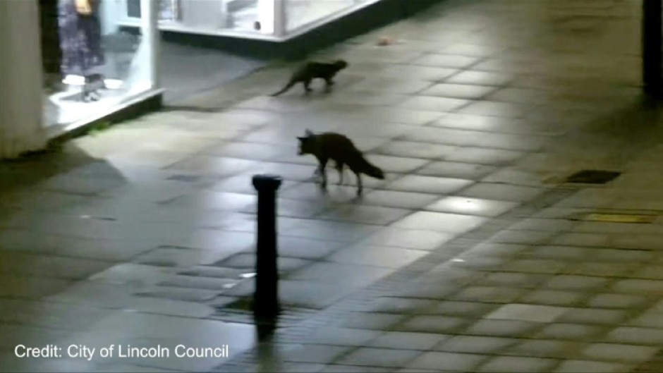 'An unlikely friendship': fox and otter's jaunt through English city