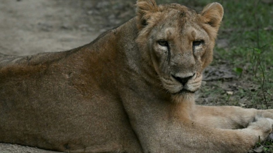 By the early 20th century, only about 20 Asiatic lion had remained, nearly wiped out by hunting and habitat loss
