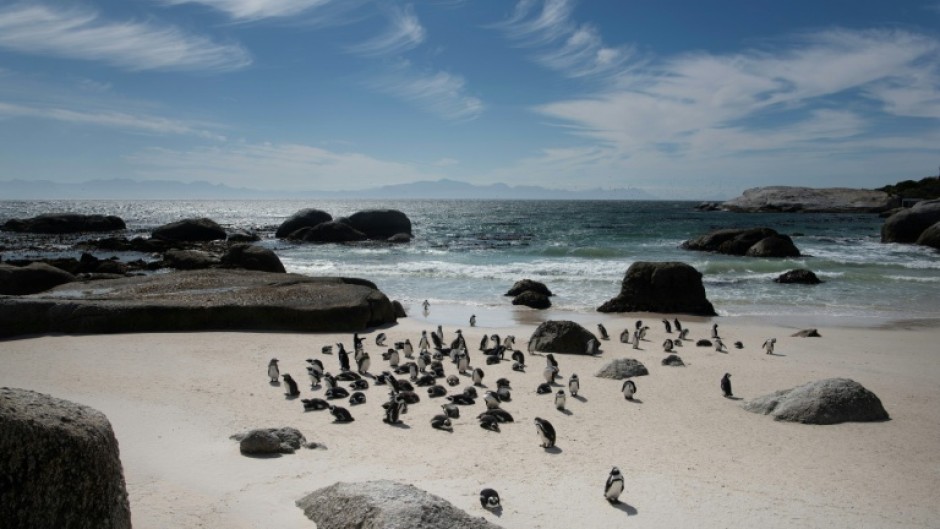 Fewer than 10,000 breeding pairs of the small, black and white African Penguin are left globally