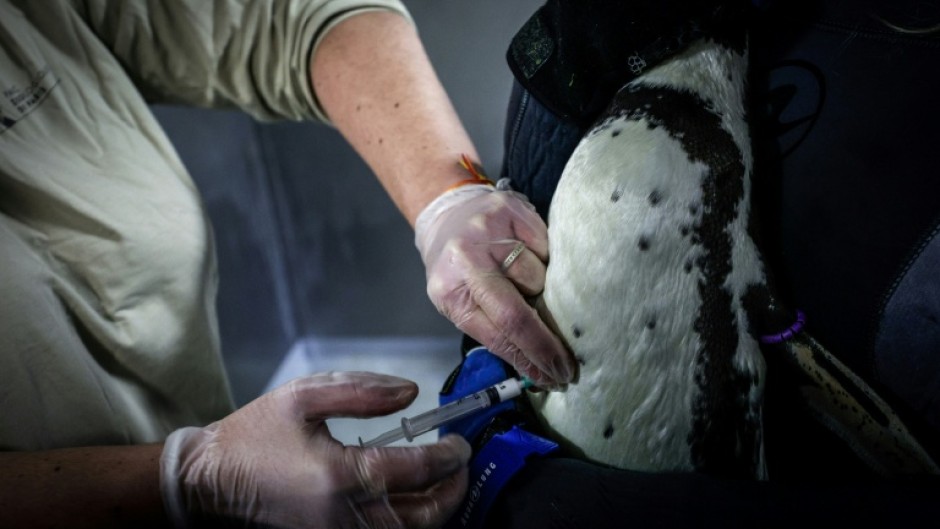 A Humboldt penguin is vaccinated for bird flu at the Paris Zoological Park