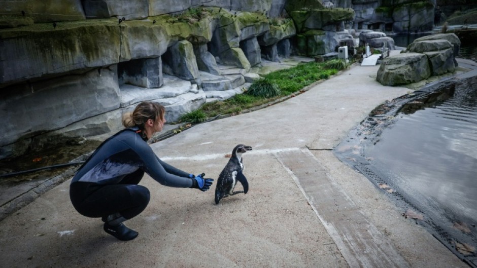 Off you go: A penguin is released back to its enclosure after getting jabbed