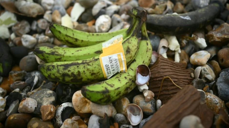Hundreds of bunched up bananas destined for Tesco grocery stores washed ashore pebbled beaches in West Sussex