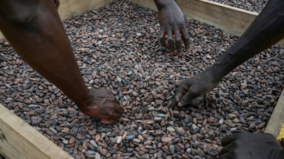 Workers drying and sifting cocoa beans in the Divo Cooperative in Ivory Coast