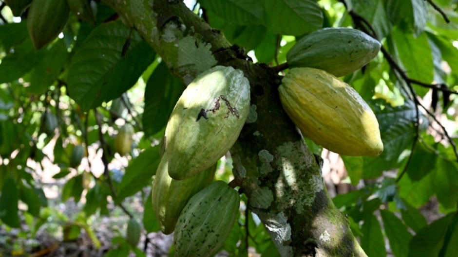 Cocoa pods grow on trees in a plantation in Ivory Coast