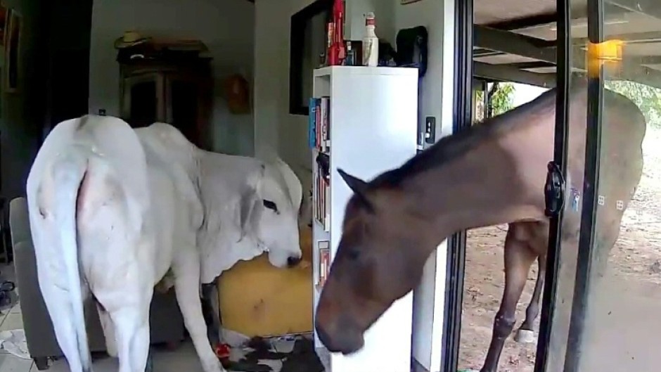 An Australian politician says his dog let a pet bull and horse into his living room