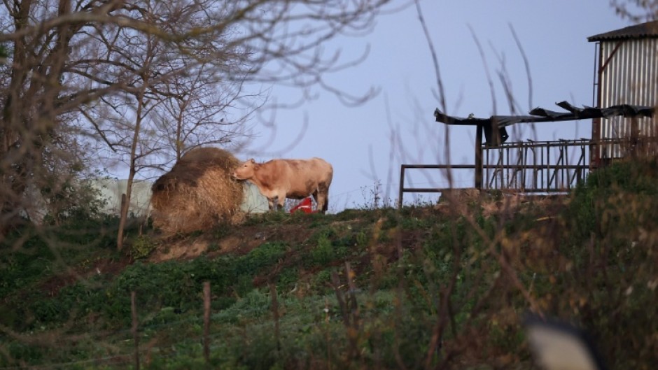 A cow at the farm where there has been an outbreak of lumpy skin disease
