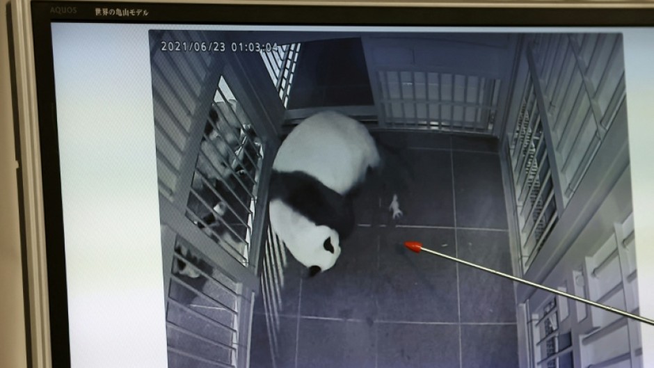 Giant panda Shin Shin giving birth to the first of her twin cubs at Tokyo's Ueno zoo