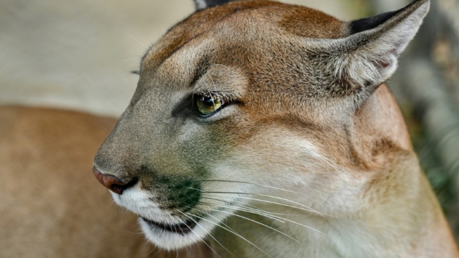 Mountain lions have the widest geographic range of any native mammal in the Americas apart from humans, stretching from western Canada to Argentina
