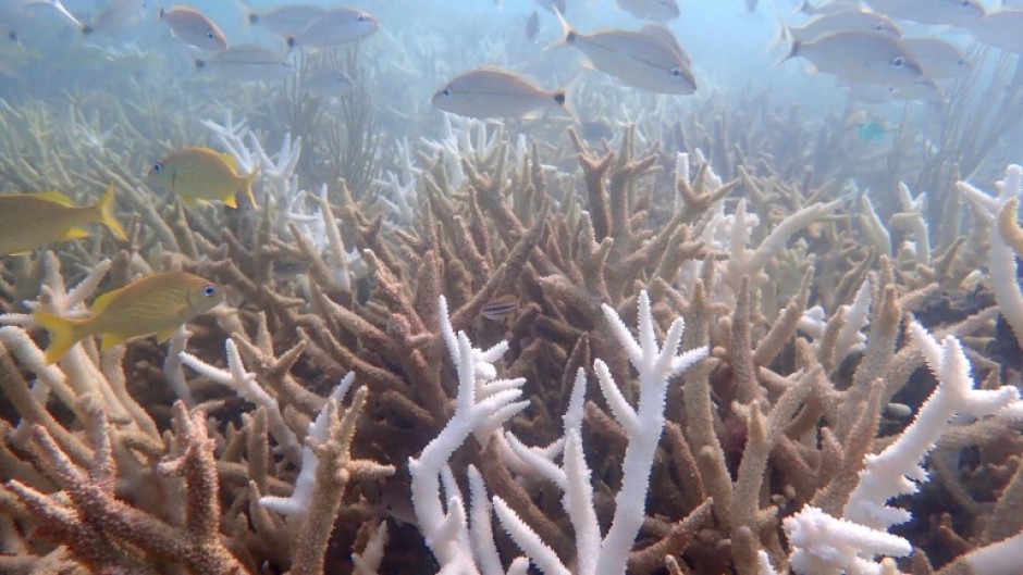 Hotter seas make conditions unbearable for tropical reefs, whose corals perish during prolonged marine heatwaves. 