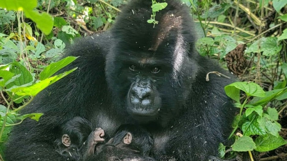Mafuko, an endangered mountain gorilla, holds the twins she gave birth to in the Virunga National Park, eastern Democratic Republic of Congo