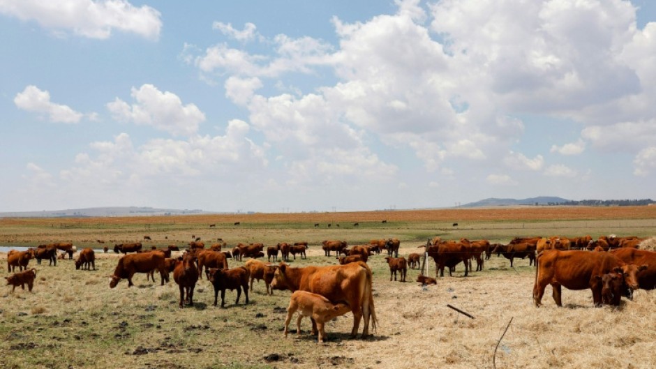 South Africa exported some 38,600 tonnes of beef in 2024