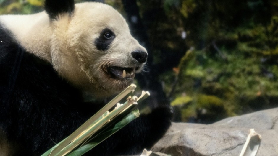 Giant panda Xiao Xiao is seen in its enclosure during the final day for public viewing before its departure for China