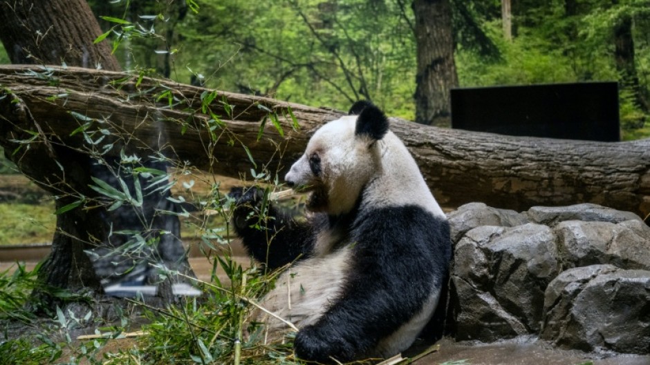 Panda twins Lei Lei and Xiao are set to return to China on January 27