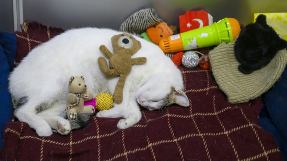 Cats enjoy endless love and attention in Istanbul