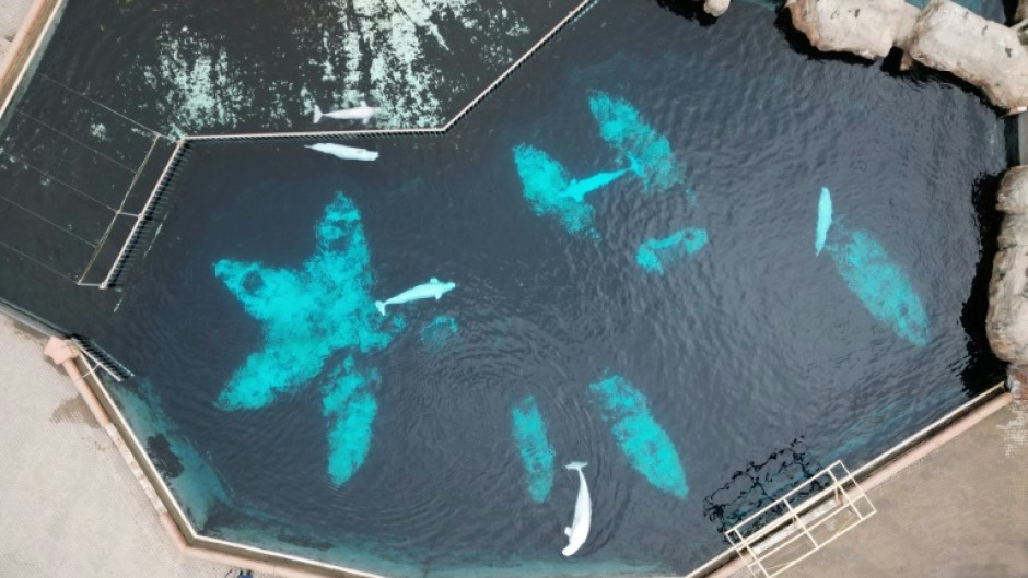 An aerial view of belugas at Canada's now-shuttered Marineland theme park