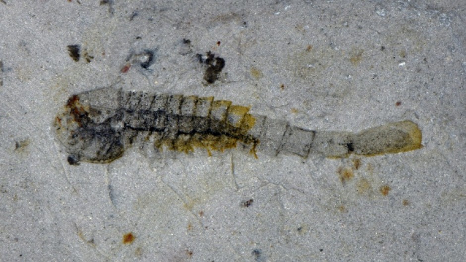 The Chinese team uncovered more than 150 different species between 2021 and 2024