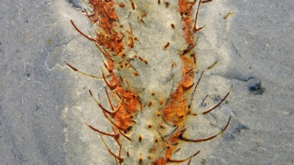 The fossils 'open a new window into what happened' said Han Zeng of the Chinese Academy of Sciences