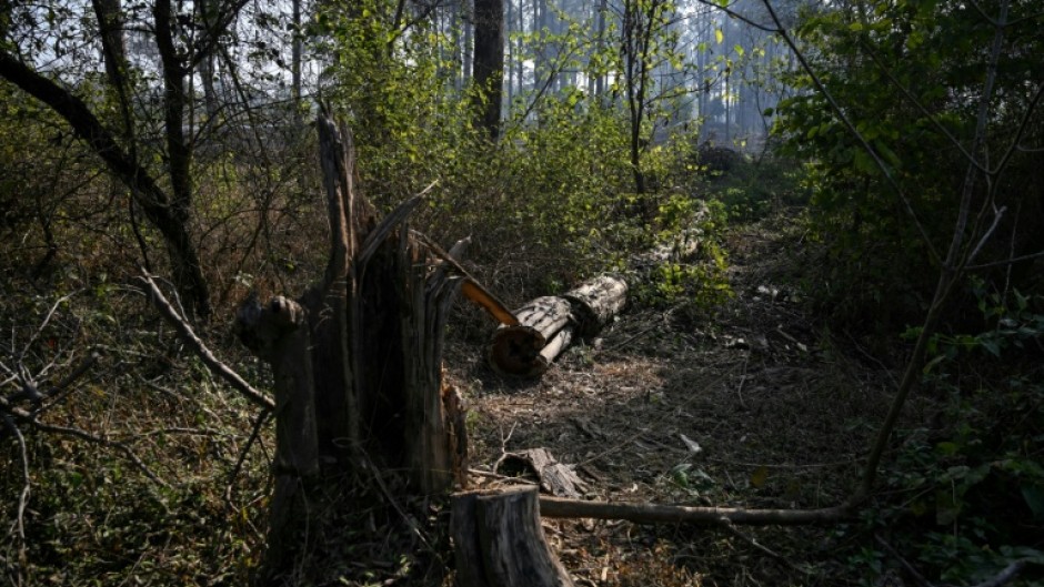 Major infrastructure development in Islamabad has meant large-scale clearance of trees and natural vegetation