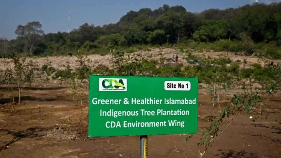 Trees can help pollution by filtering dirty air, absorbing harmful gases, and cooling cities