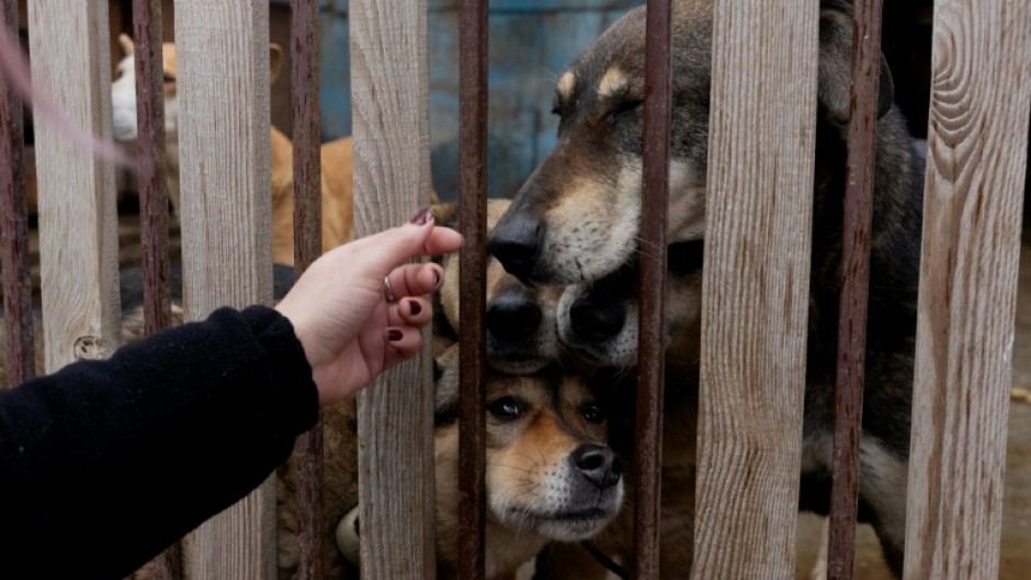 The shelter had been taking in rescues for more than a decade