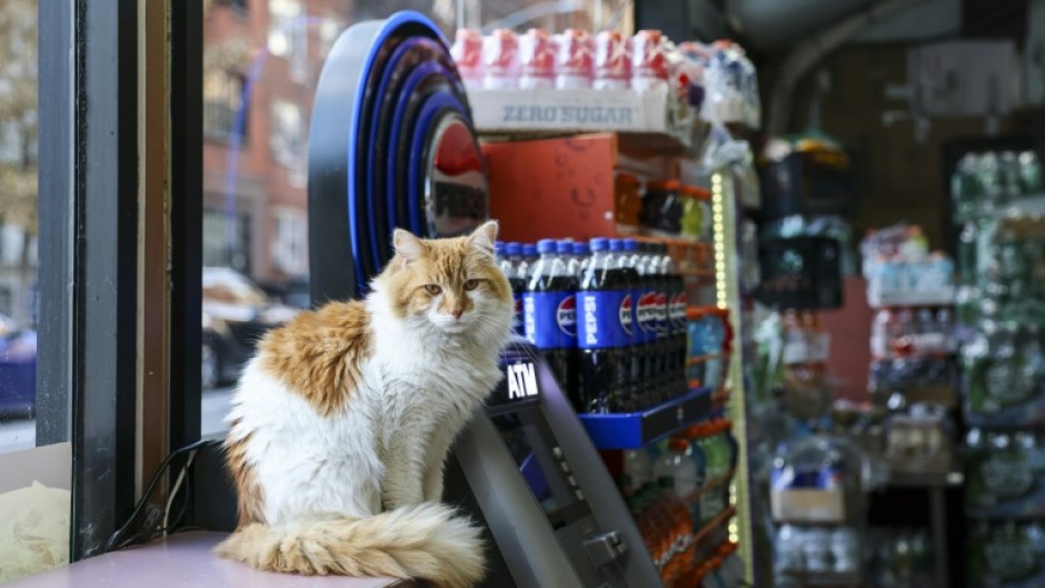 Simba lives at a bodega in Manhattan and is popular with the shop's customers