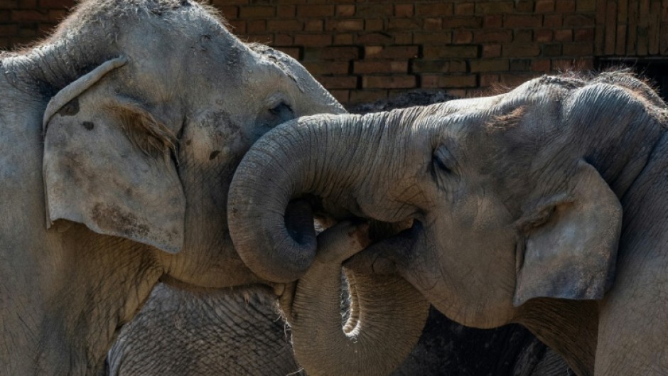 The whiskers on the trunks of elephants have unique properties that grant them a highly evolved sense of touch