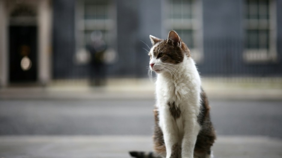Larry, the Downing Street cat, has stolen hearts around the globe during his 15 years as 'Chief Mouser to the Cabinet Office'