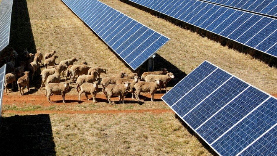 Australian farmers say the shade offered by solar panels helps offer sheep shade and supply more constant feeds of grass, which in turn improves the quality of wool