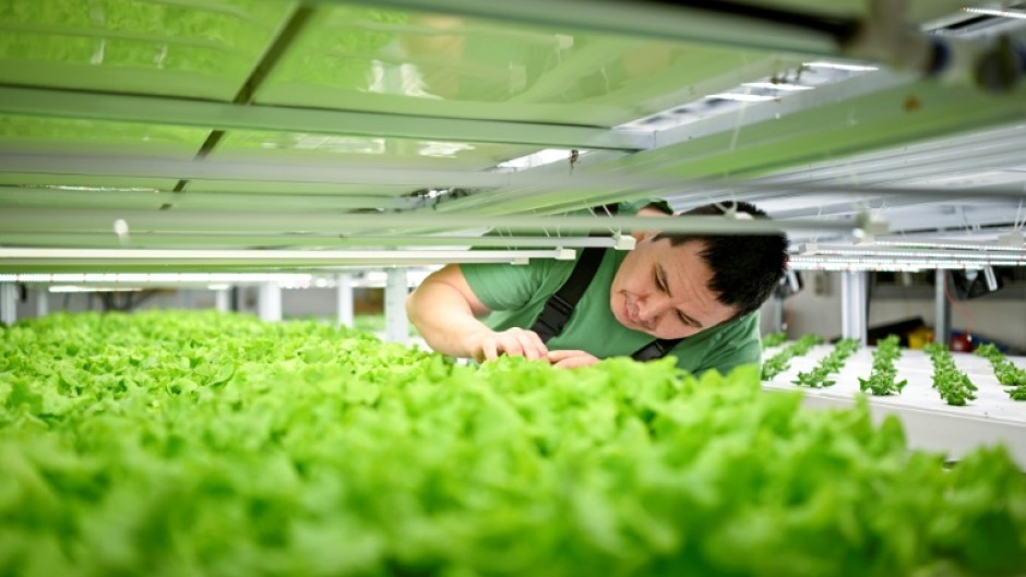 In a makeshift greenhouse close to the Arctic Circle Palli Fleischer-Lyberth grows vegetables using innovative techniques such as vertical farming and advanced hydroponics
