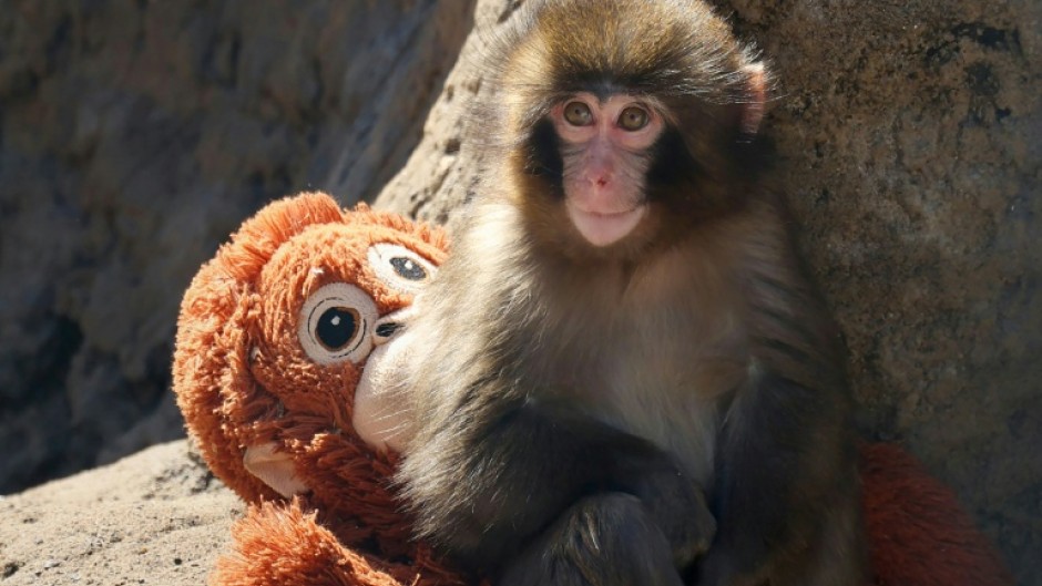 Baby macaque Punch was abandoned by his mother shortly after his birth at Japan's Ichikawa City Zoo on July 26