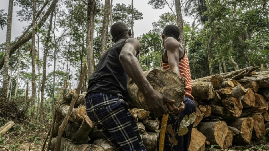 DRC's forests are prized by buyers of forest concessions -- some for logging, others for contested carbon-offset programmes
