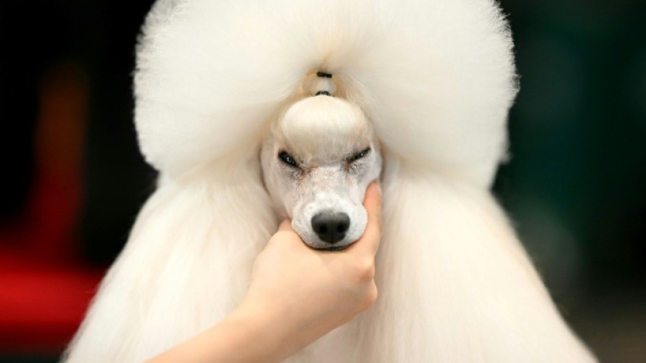 A poodle being groomed at Crufts