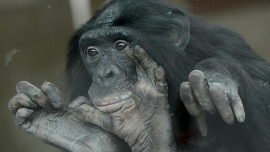 Bonobos live in matriarchal societies where one would expect more aggression among females, but researchers observed more hostility towards males