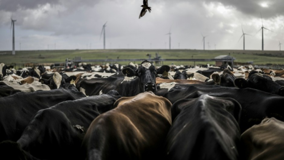 South Africa's Eastern Cape has been swept by panicsince an outbreak of highly contagious foot-and-mouth disease