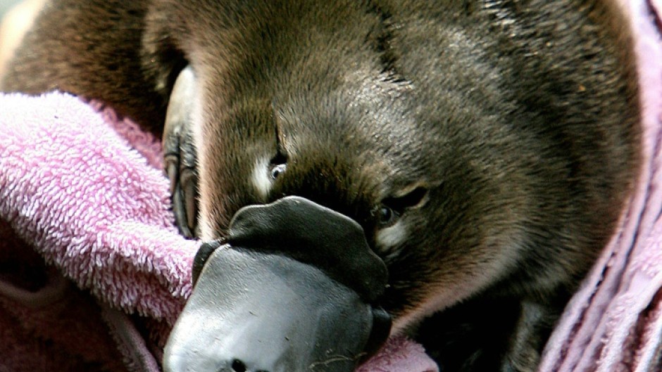 A baby platypus, which is called a "puggle"