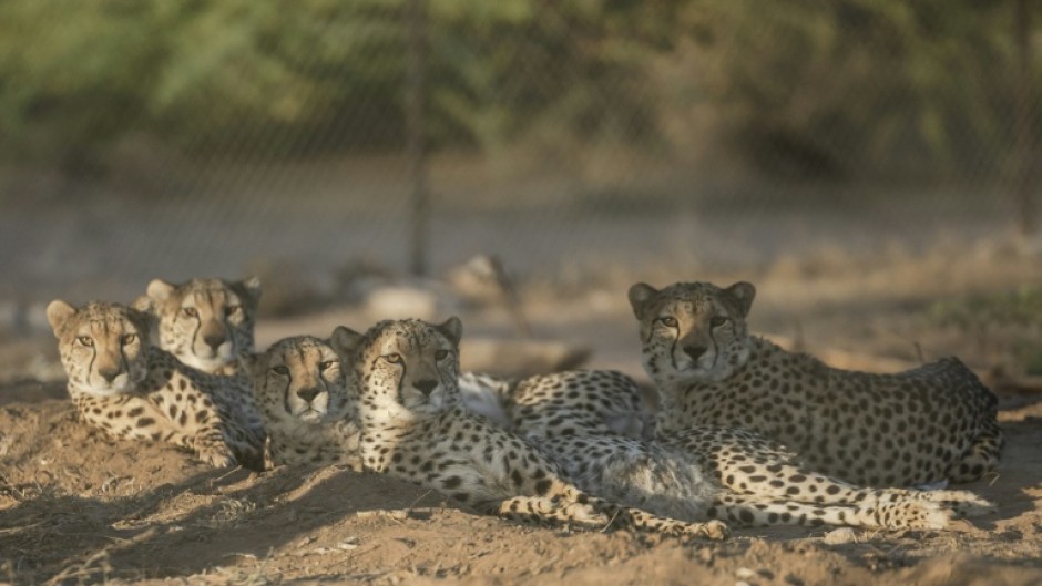 The long, slender, spotted felines yawn, stretch, and purr loudly as the staff approach the vast, highly protected complex run by Cheetah Conservation Fund (CCF) in the Geed-Deeble savannah of Somaliland
