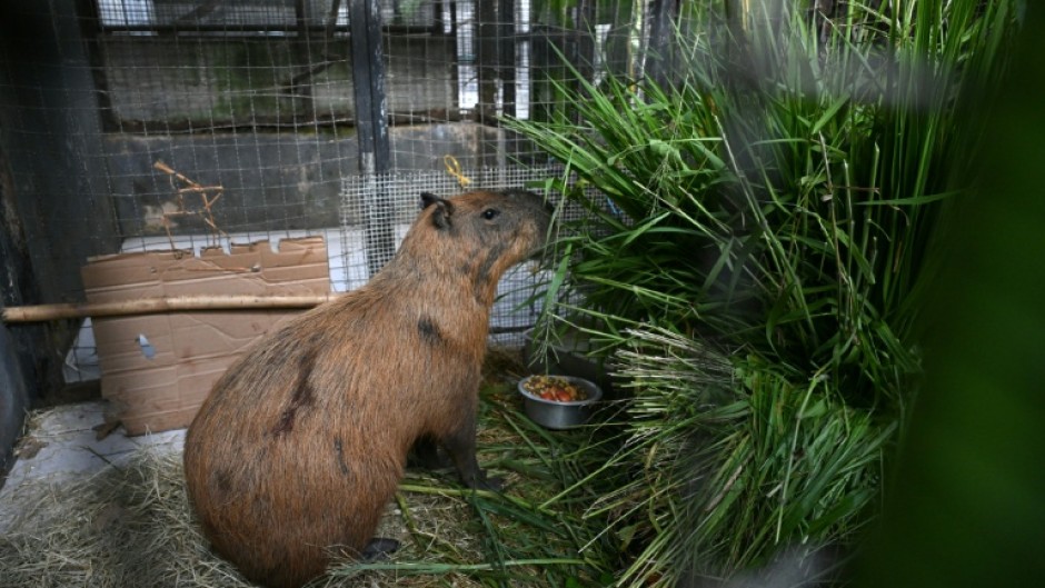 An injured capybara is treated at the Center for Wildlife Animal Recovery after being attacked in Rio de Janeiro