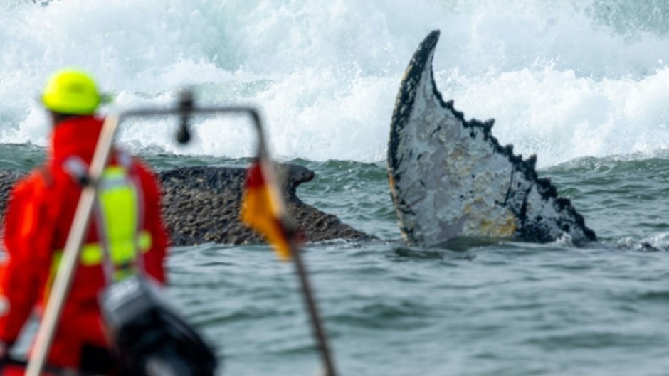 The stranded whale was said to be weak, with its health deteriorating, according to conservationists