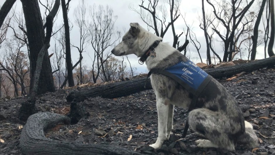 The 11-year-old Koolie was one of the first dogs trained to detect koalas