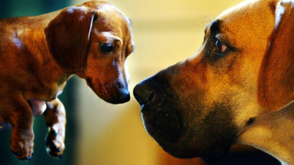 Despite being ubiquitous across the world, surprisingly little is known about where dogs come from