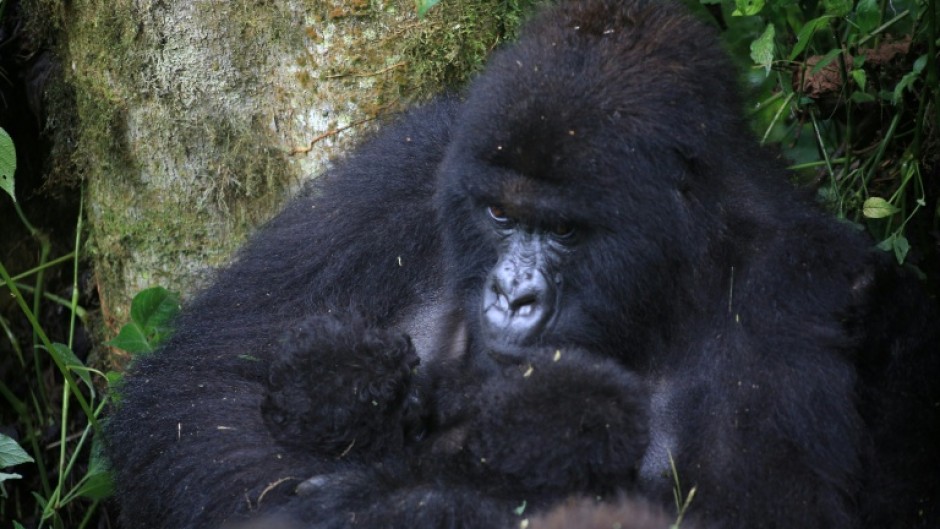 Twin baby mountain gorillas, held by their mother, were recently born in Virunga National Park