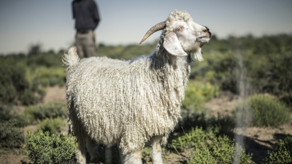 Angora goats thrive on the Karoo region's succulent plants