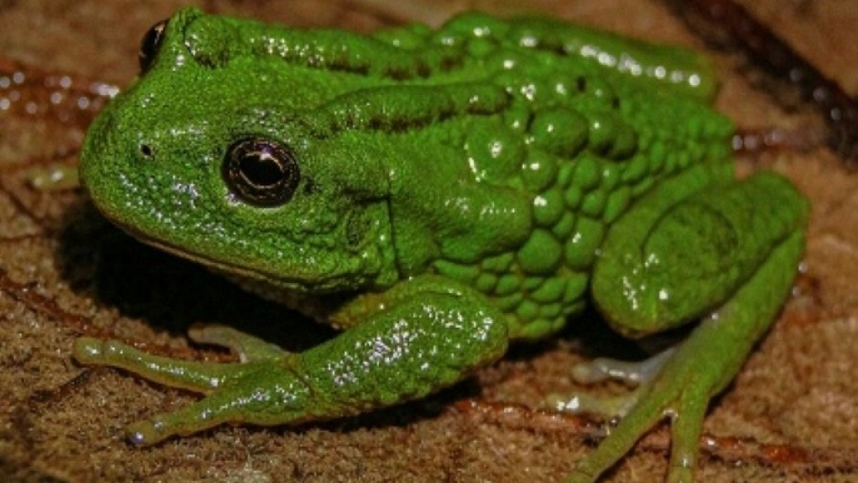 The new amphibian species, with the scientific name Gastrotheca mittaliiti, measures 2.7 to 3.3 centimetres (1 to 1.3 inches)