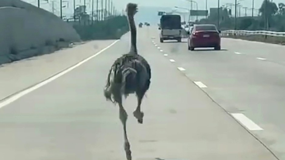 The six-month-old ostrich 'looked afraid and panicked', says a motorist who took a video of the big bird on a Thai highway
