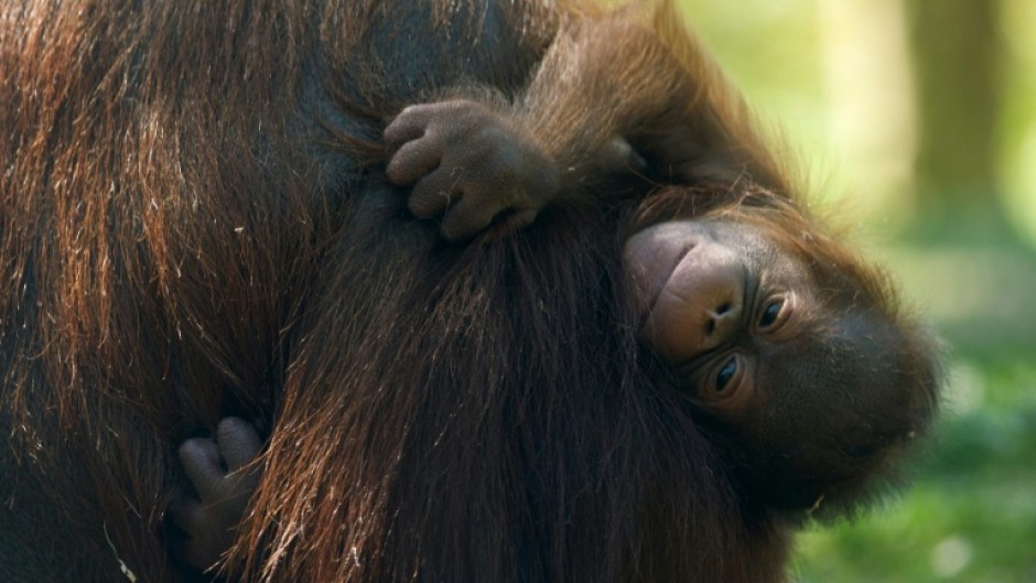Bornean orangutans are a critically endangered species. This baby was born in at Madrid Zoo Aquarium last week