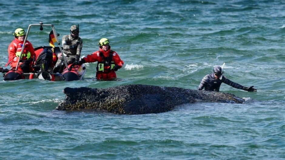 Divers try to help the whale free itself on March 26, 2026