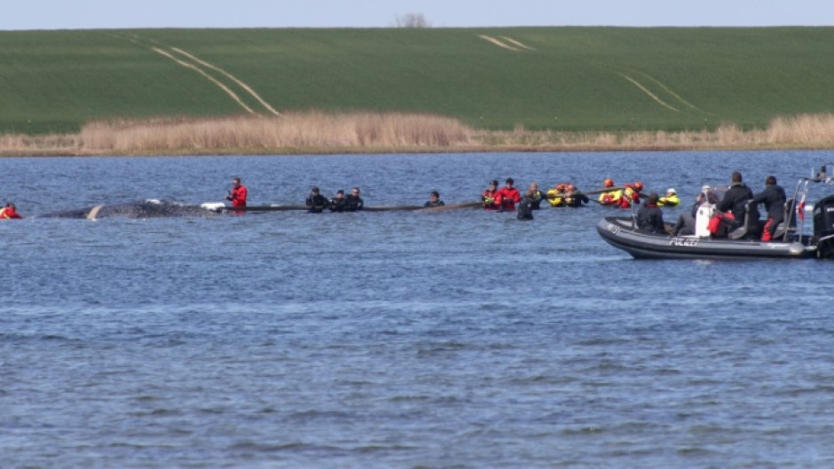 Two entrepreneurs are financing the latest bid to rescue a whale stranded off the German coast