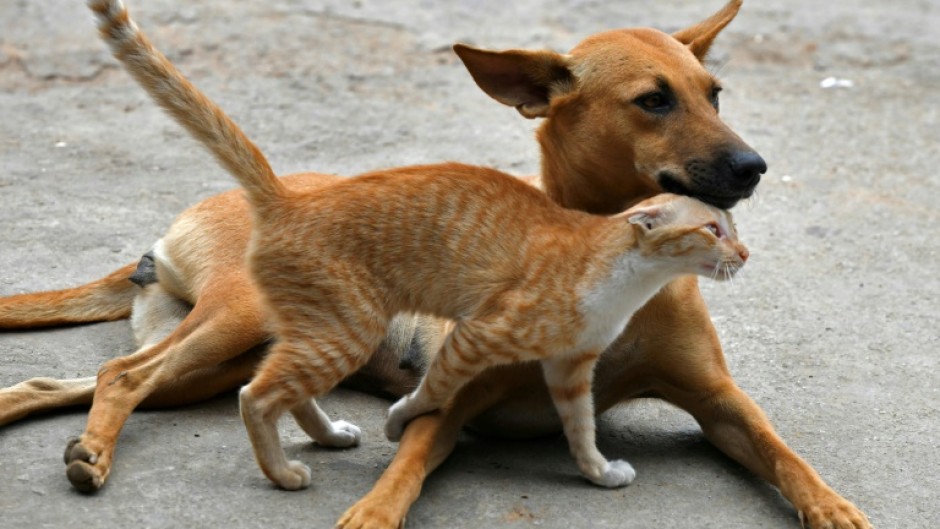 The European Union is home to over 72 million dogs and 83 million cats