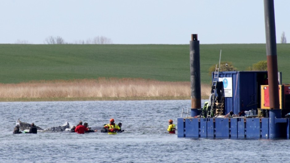 The humpback whale was guided to a special barge